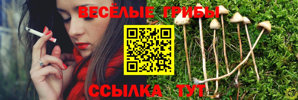 Кашира  Псилоцибиновые грибы мухоморы  Псилоцибиновые грибы Psilocybe  Вход с VPN 